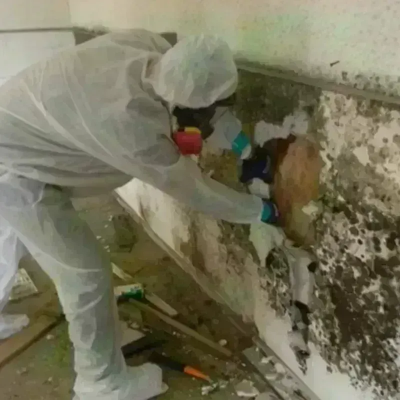 Mold Remediation and Removal in East Meadow, NY